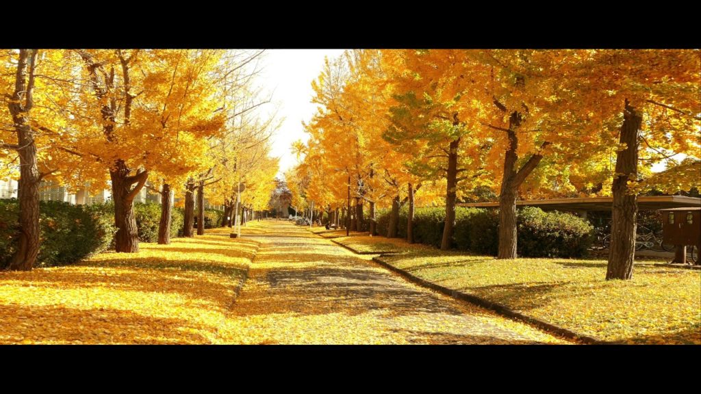 Beautiful Ginkgo Trees！