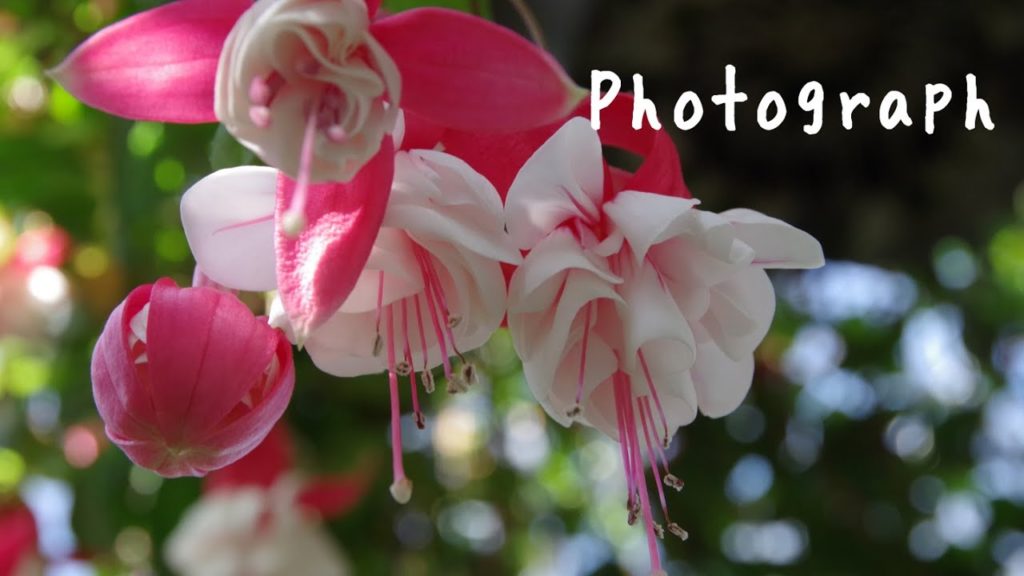 Flowers in Frame | Hiroshima Botanical Garden, Japan