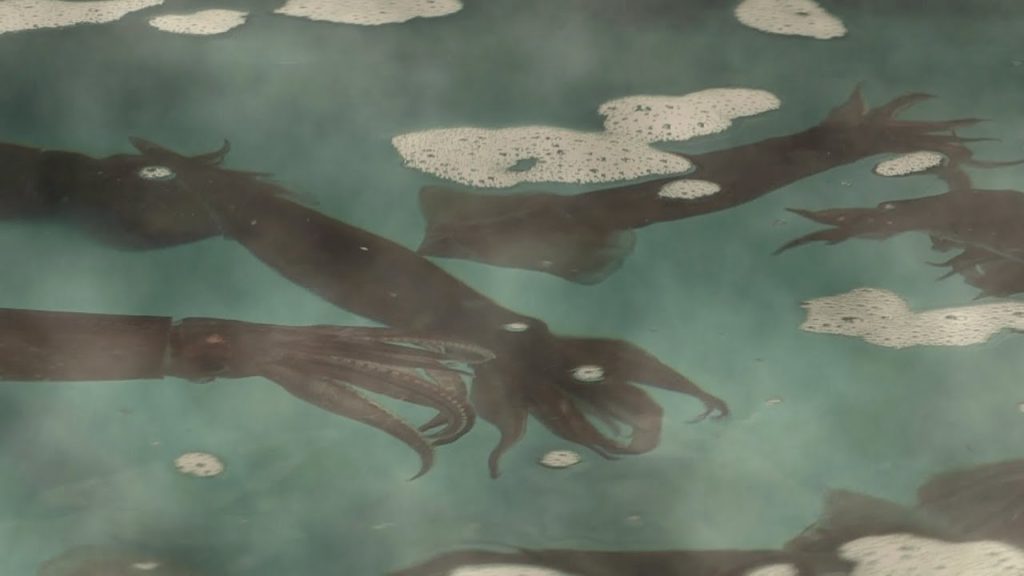 Hakodate  - Fresh Sashimi