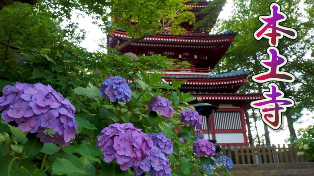 CHIBA. Hondo-ji Temple 2020.  #4K #本土寺