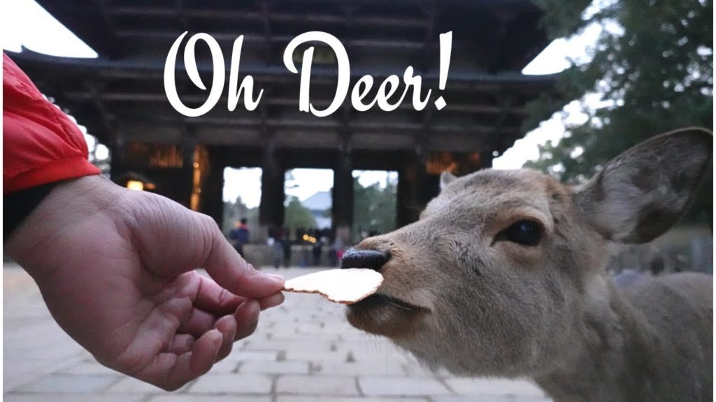 #Japanuary: Feeding Deer in Nara JAPAN!