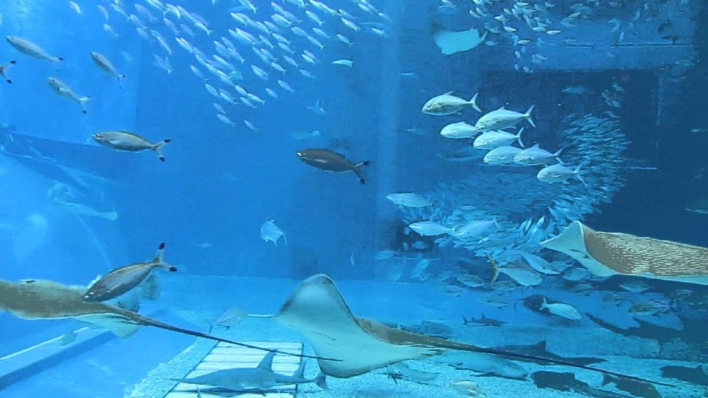 Kuroshio Sea Tank, Okinawa Churaumi Aquarium