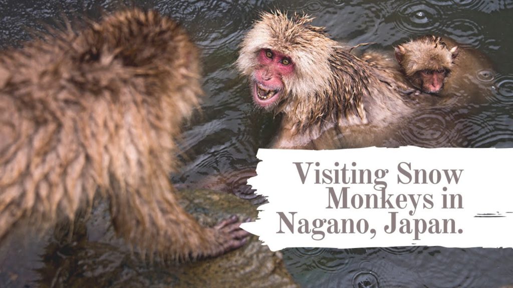 Visiting Snow Monkeys in Nagano, Japan.