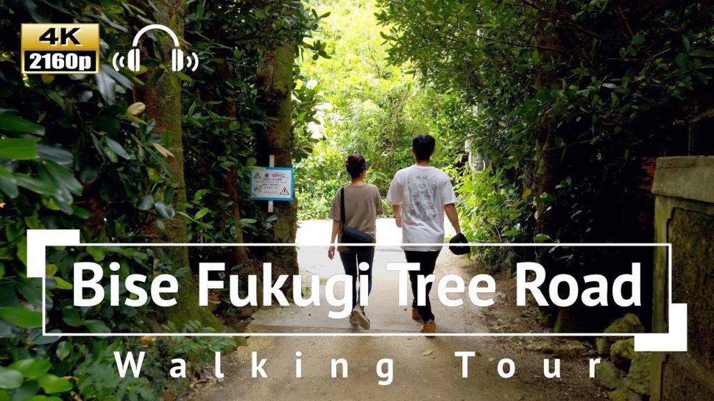 [4K/Binaural Audio] Bise Fukugi Tree Road Walking Tour - Okinawa Japan
