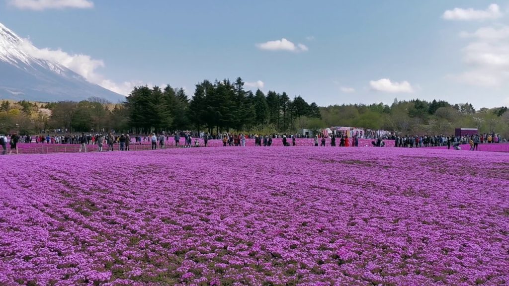 japan: Phlox,  Pink moss,  Shibazakura, Mount Fuji