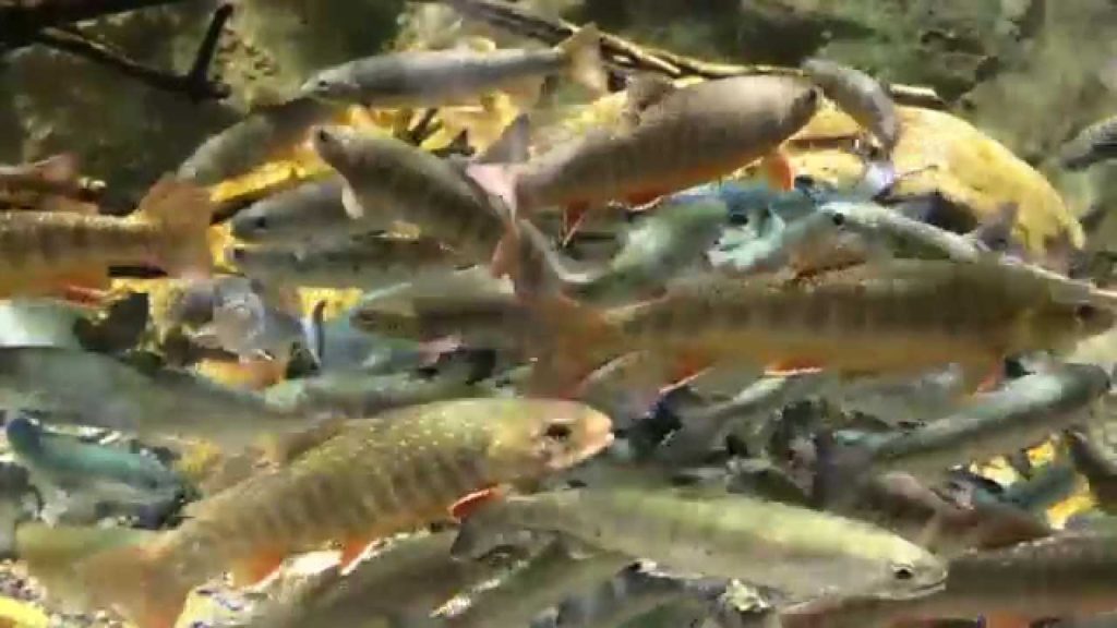Otaru aquarium in Hokkaido,Japan おたる水族館