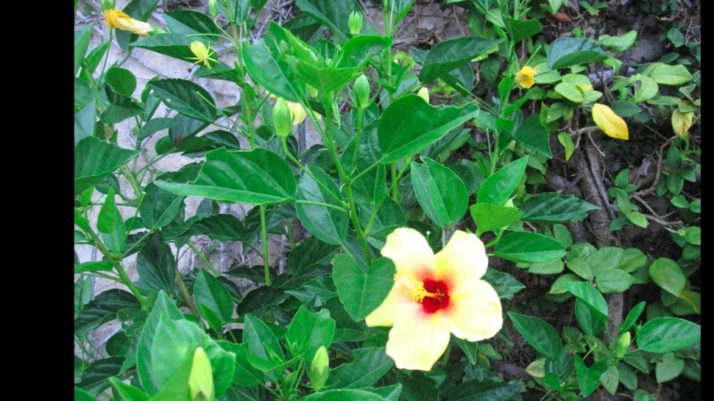 Japan Trip - Okinawa