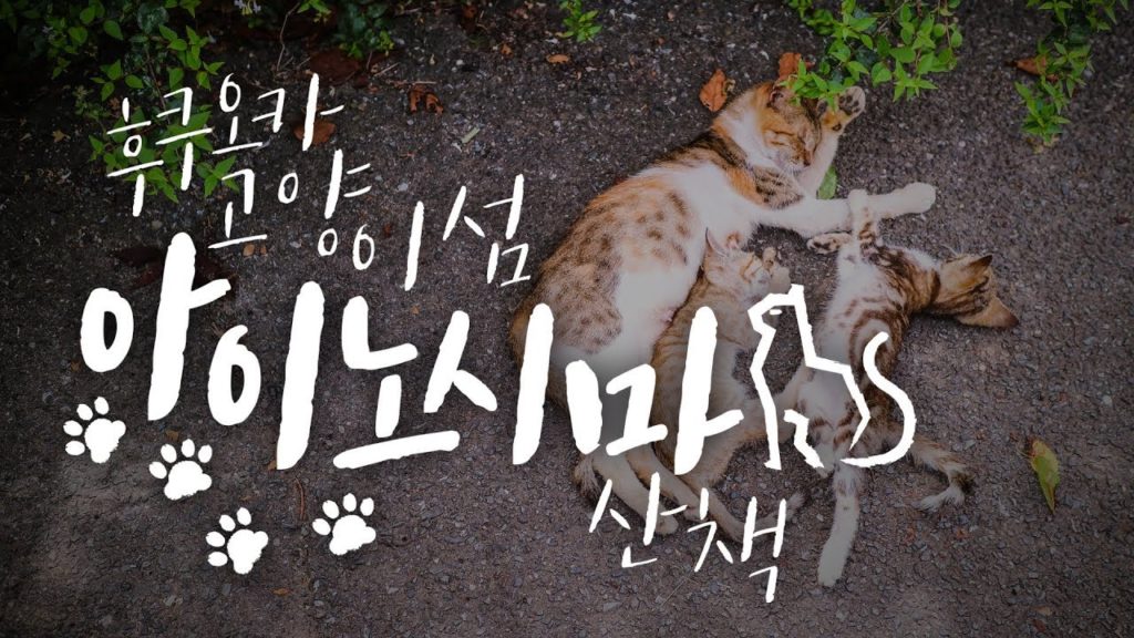 Fukuoka The cats island, Aino Shima.