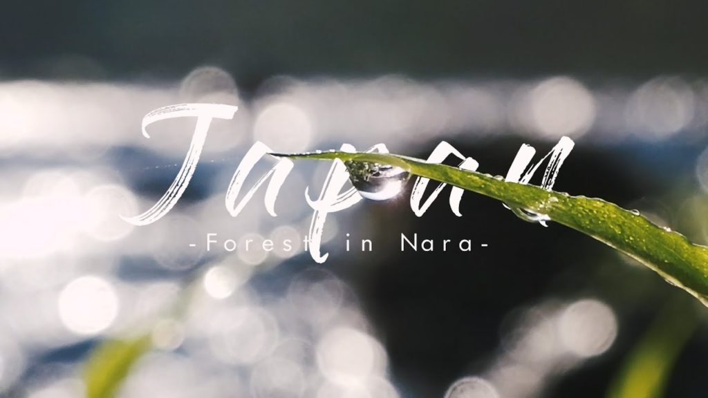 【癒し】Japan forest in Nara | Camping Cinematic Video 2020 キャンプシネマチック 【癒し】Japan forest in Nara | Camping Cinematic Video 2020 キャンプシネマチック