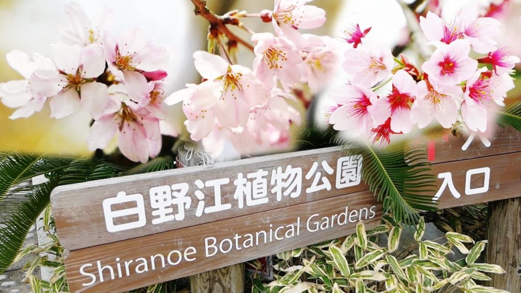 Shiranoe Botanical Gardens - Cherry Blossoms in Kitakyushu 2019