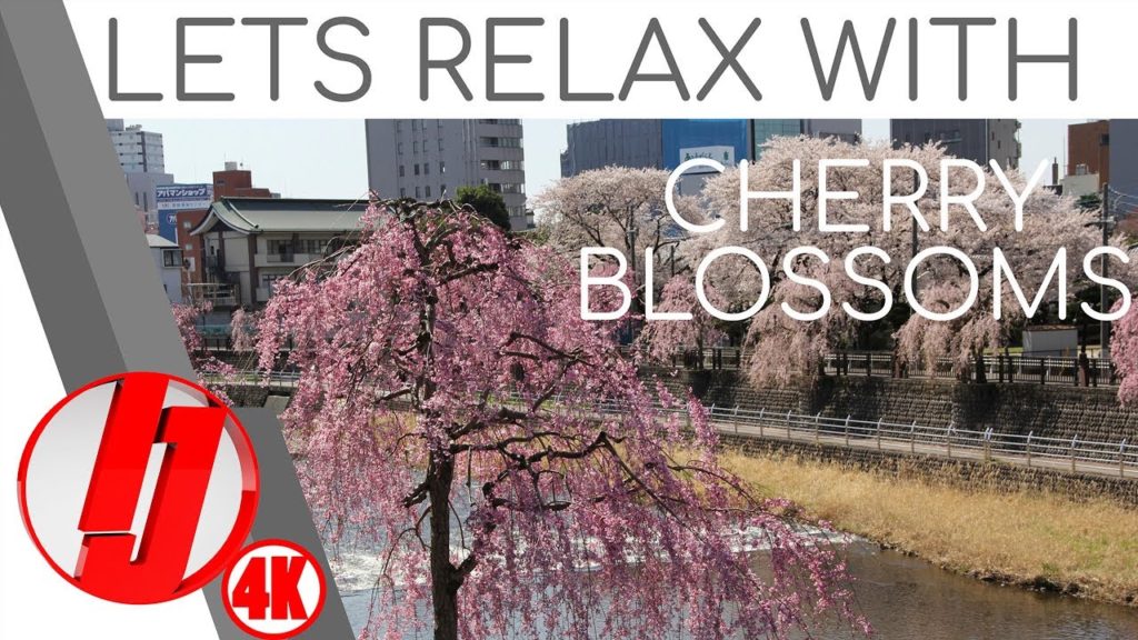 Cherry Blossom Festival - Live Stream at Hachimanyama Park/ Utsunomiya Tower