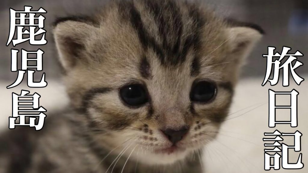 【鹿児島 旅日記1】人生初の鹿児島で、新しい家族と出会いました#26 【鹿児島 旅日記1】人生初の鹿児島で、新しい家族と出会いました#26