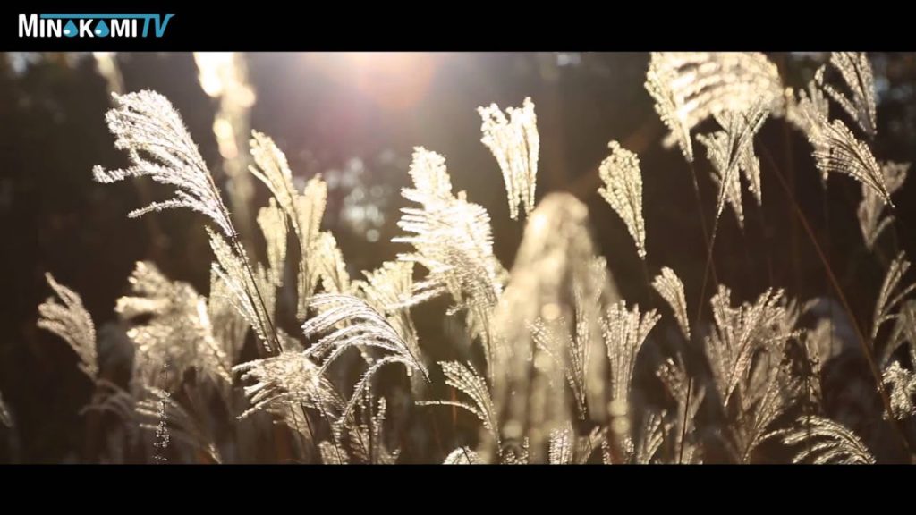 Minakami-machi , Gunma Prefecture , Japan " Japanese pampas grass grassland " , Tourism