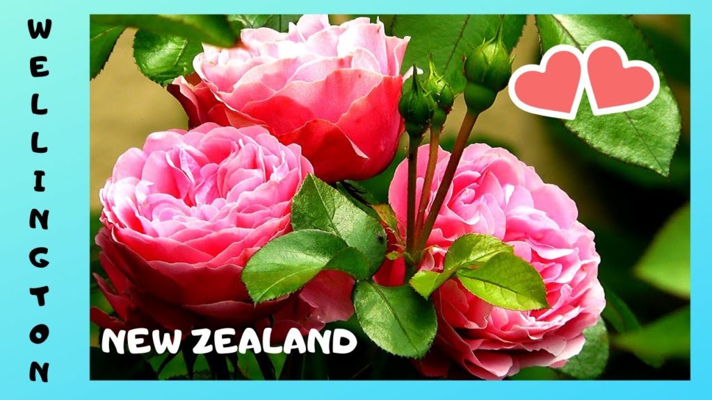 WELLINGTON'S stunning 🌹 rose gardens, colorful views! (New Zealand)