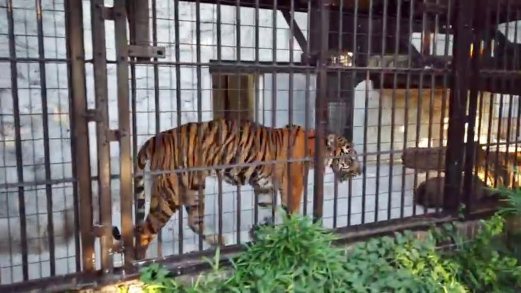 [4K] Walking Yokohama City - Nogeyama Zoo