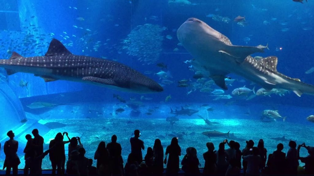 Whale Shark @ Okinawa Churaumi Aquarium