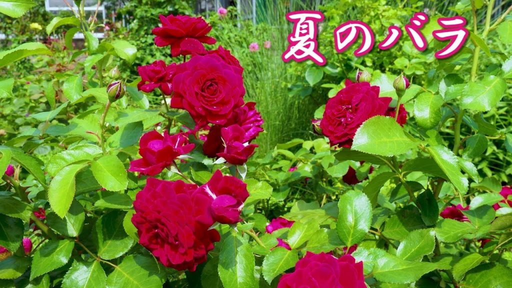 Summer Roses at Keisei Rose Garden under intense heat and humidity. #4k