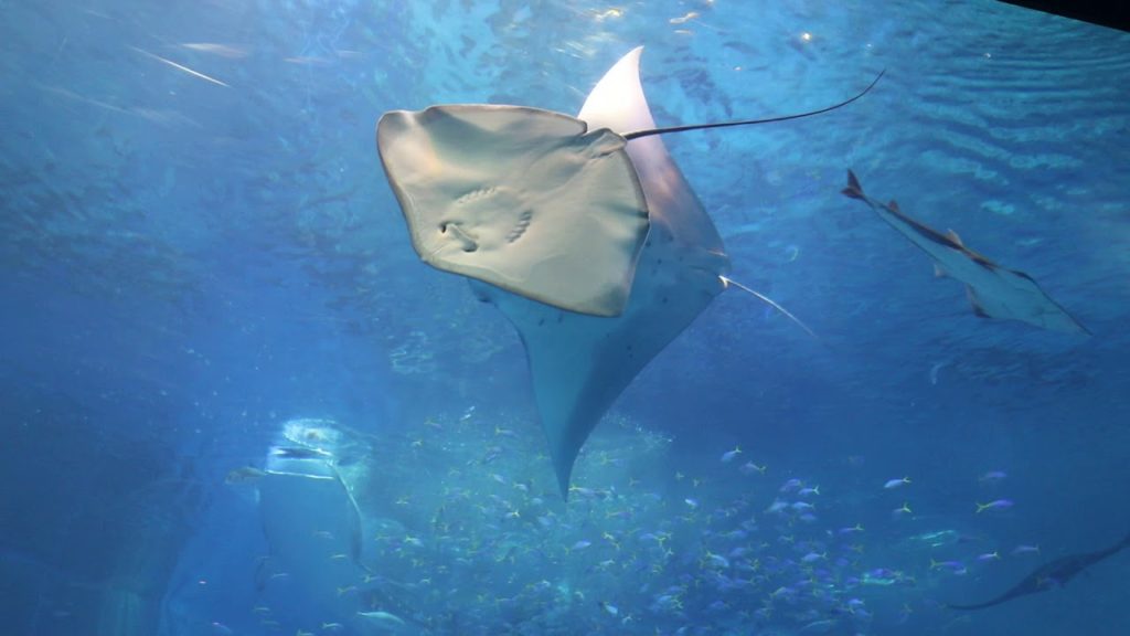 Okinawa Churaumi Aquarium