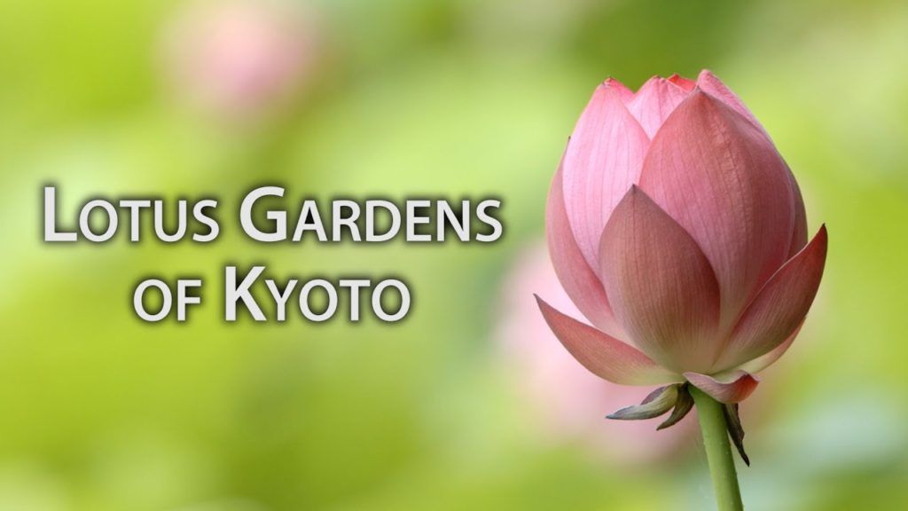 Beautiful Kyoto: Lotus Gardens in Kyoto