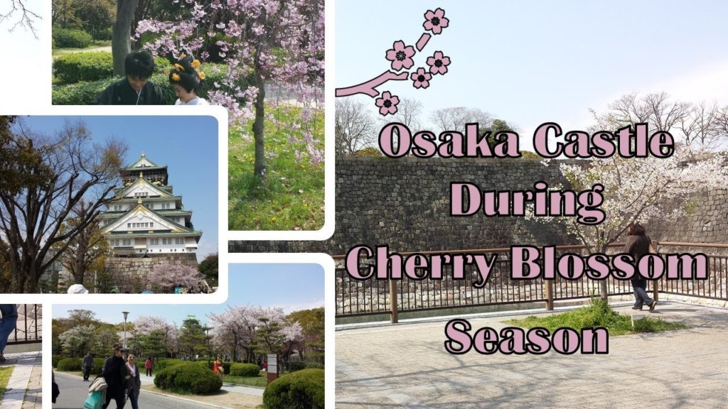 Osaka Castle During Cherry Blossom Season