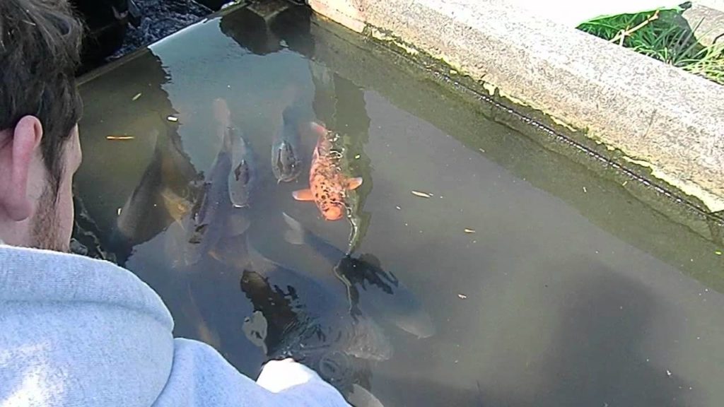 Josh Messes With the Koi Fish in Chiran, Japan (Kagoshima Prefecture)