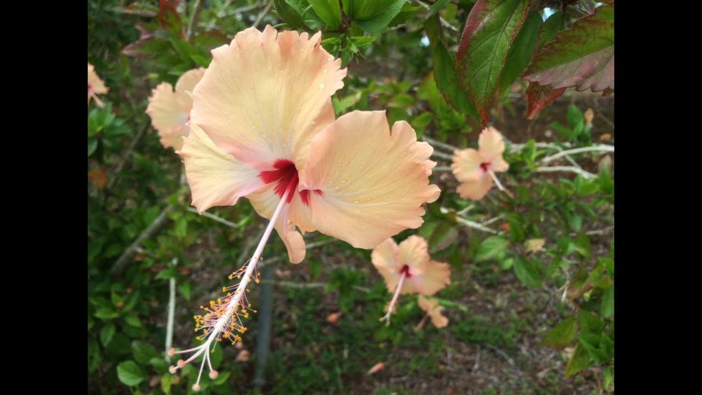 沖縄旅行①　やちむんの里・アメリカンヴィレッジ『Okinawa travel ① Yachimun  American Village』