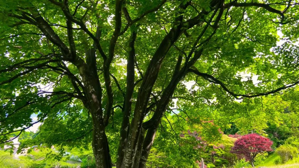 meditation15minites.otaru.hokkaido.japan20200704