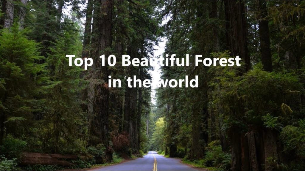 Most Beautiful Forests In The World [Top 10]