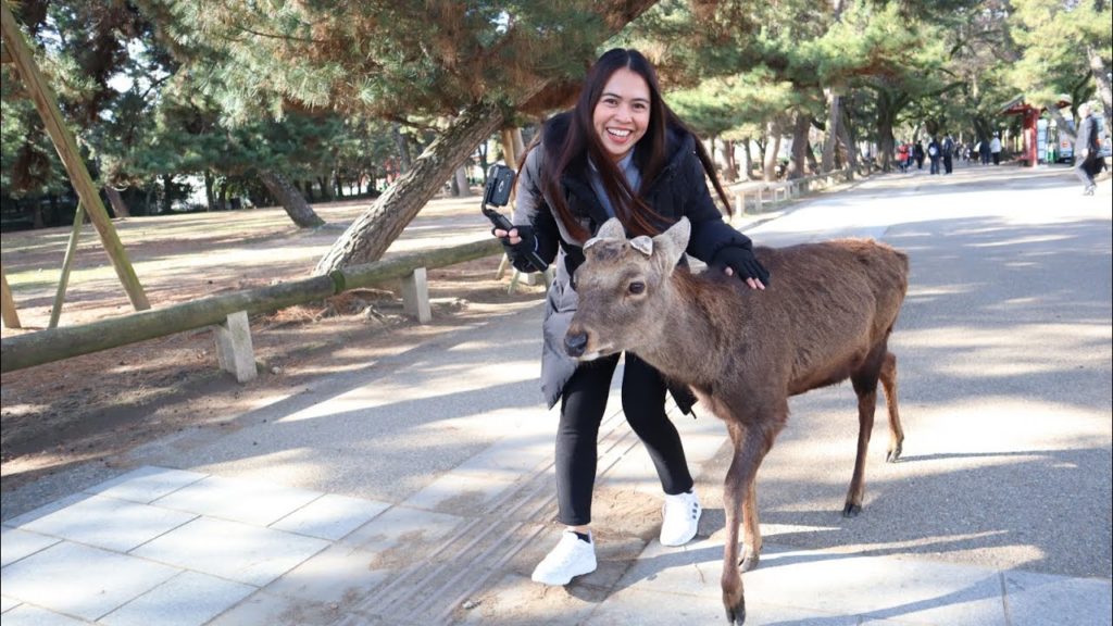 Nara Deer Park Osaka (2)