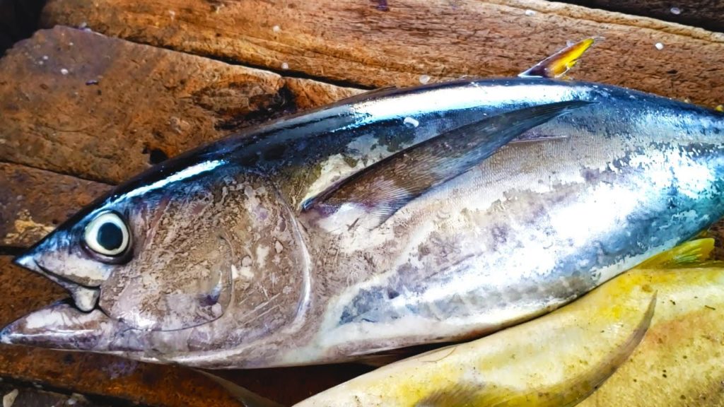 Tuna Fish Cutting | Fish Cutting Skills