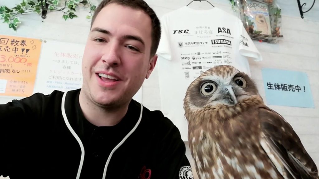 Rapace Owl Cafe in Machida, Japan