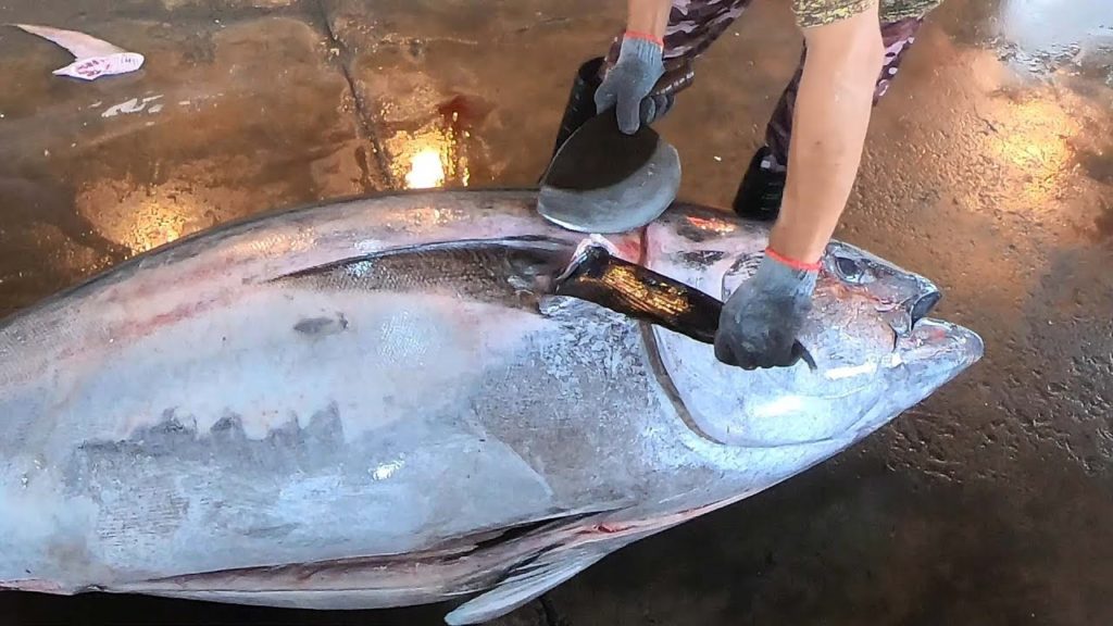600 lb Giant Bluefin Tuna Cutting Skills, Tuna Belly Sashimi  黑鮪魚切割技能 - Fish Market in Taiwan