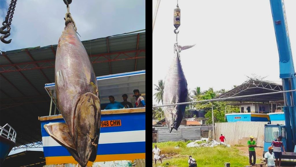700 LB Southern Bluefin Tuna Caught By Fisherman Negombo Sri Lanka