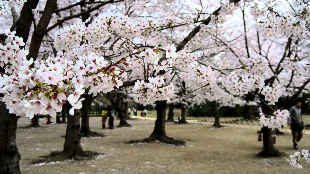 岡山の桜 || Cherry Blossoms in Okayama Prefecture