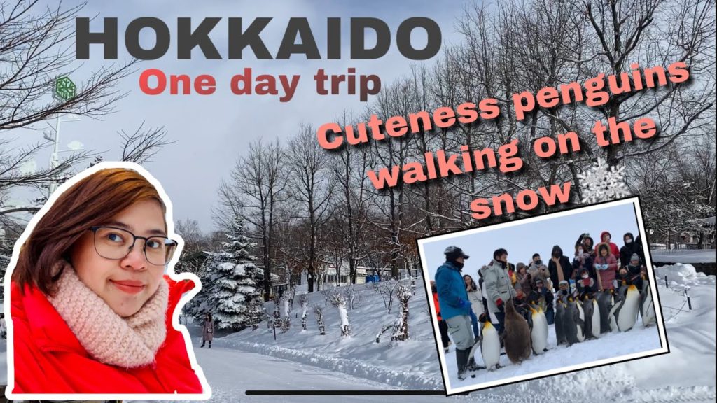 HOKKAIDO One Day Trip, WOW PENGUINS PARADE??