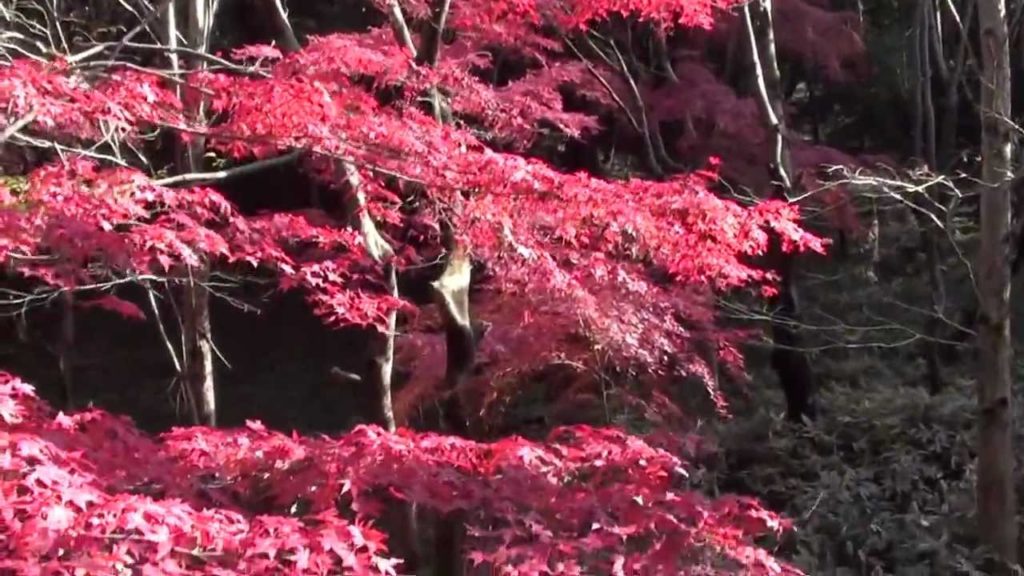 神奈川県立四季の森ぶらり散歩Forest of the Kanagawa Prefectural four seasons