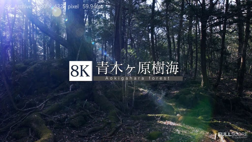 [8K footage] Aokigahara forest 【青木ヶ原樹海】