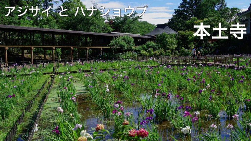 ★JAPAN【写真旅と絶景】本土寺。アジサイとハナショウブが同時期に見られます！Travel in Japan  Hydrangea, Iris, Sweet flag, Hondoji Temple