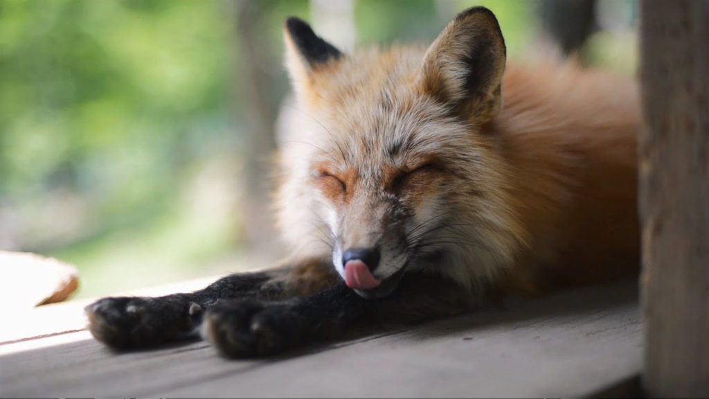 Japan – Island-Hopping Adventures Part 3: Honshu (plus Fox Village) Japan - Island-Hopping Adventures Part 3: Honshu (plus Fox Village)