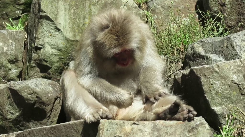 Monkey Park - Travelling Sunglasses in Japan 02