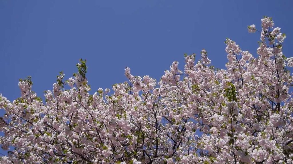 Sakura:  Blossoms in the wind in Tokyo's Shinjuku Park.