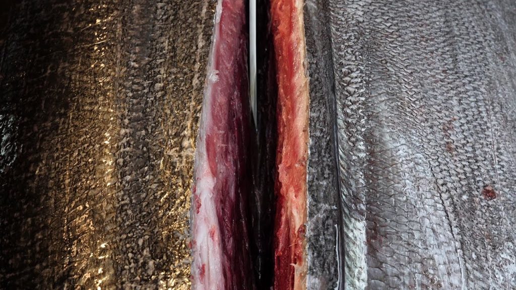 거대한 생참치 해체쇼 / giant tuna cutting show / korean street food