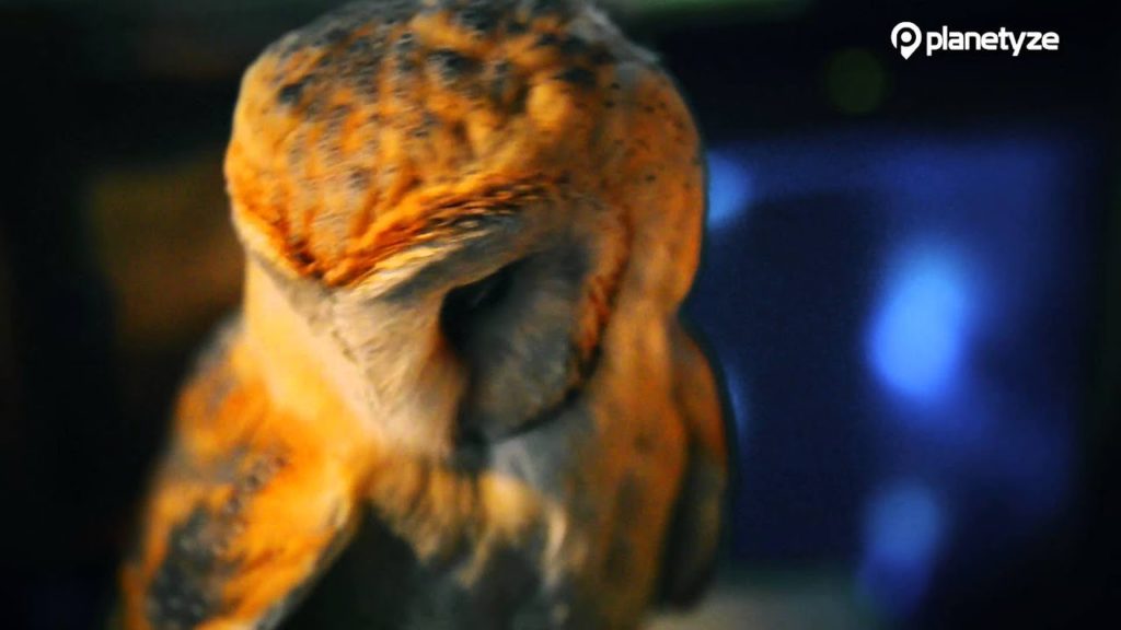 Owl no mori, Tokyo - Tokyo's Latest Animal Cafe Craze | One Minute Japan Travel Guide