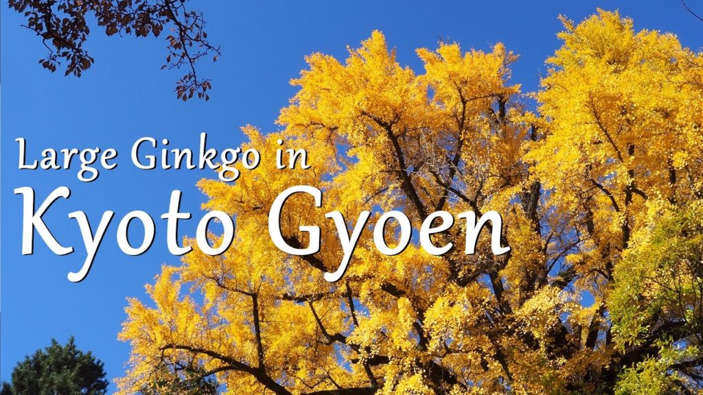 Large Ginkgo in Kyoto Gyoen/The best ginkgo spot in Kyoto Japan