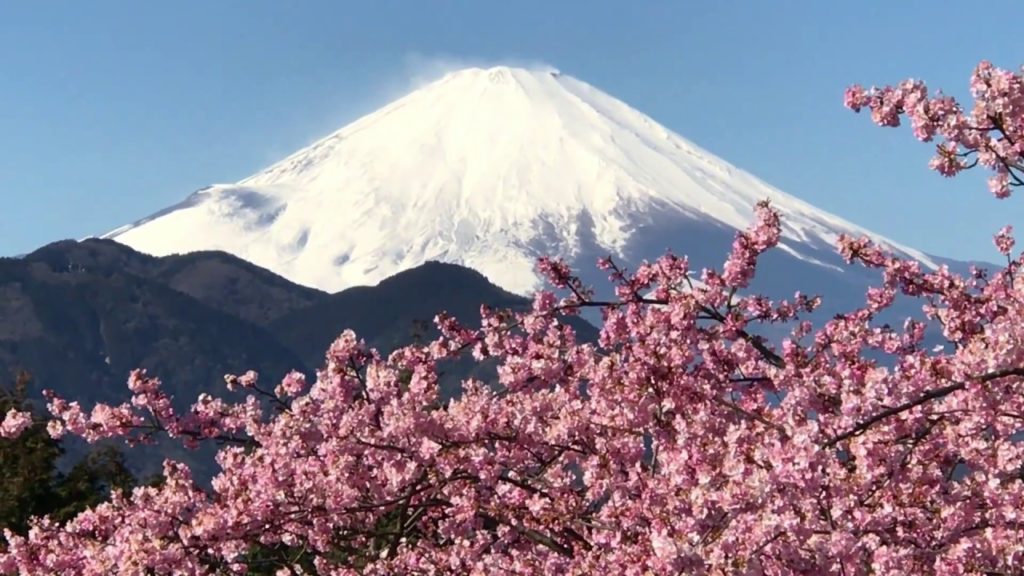 Cherry blossom and Mt.Fuji まつだ桜まつり2017 Cherry blossom and Mt.Fuji まつだ桜まつり2017