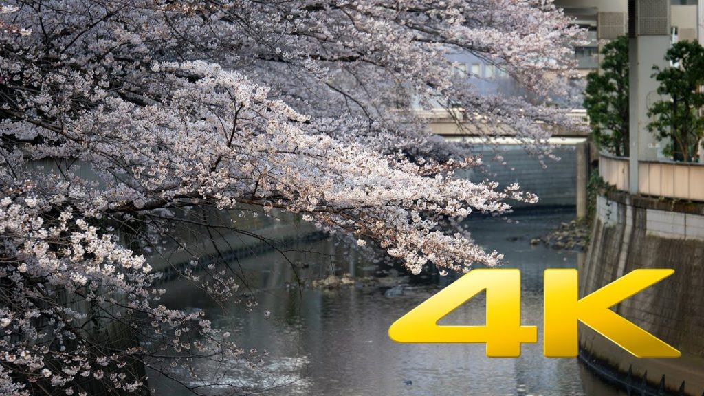 Sakura at Edogawa Koen – Tokyo – 江戸川公園 – 4K Ultra HD Sakura at Edogawa Koen - Tokyo - 江戸川公園 - 4K Ultra HD