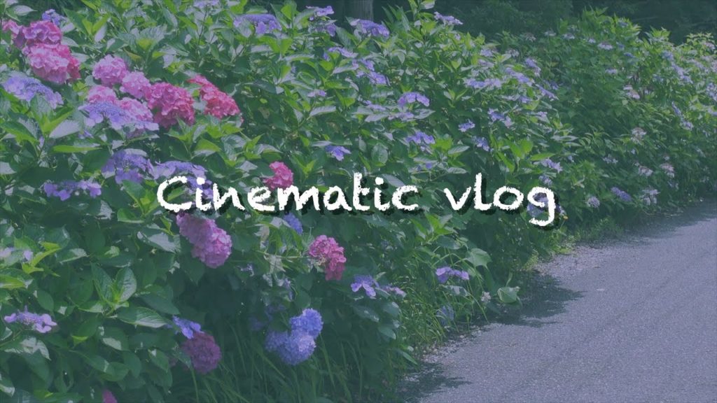 【Sony ZV-1】カメラ初心者が紫陽花をシネマティックに撮っていく！cinematic vlog
