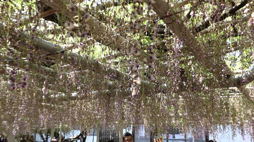 北九州市の吉祥寺の藤①（Wisteria in Kisshoji Temple,Kitakyushu,Part 1）