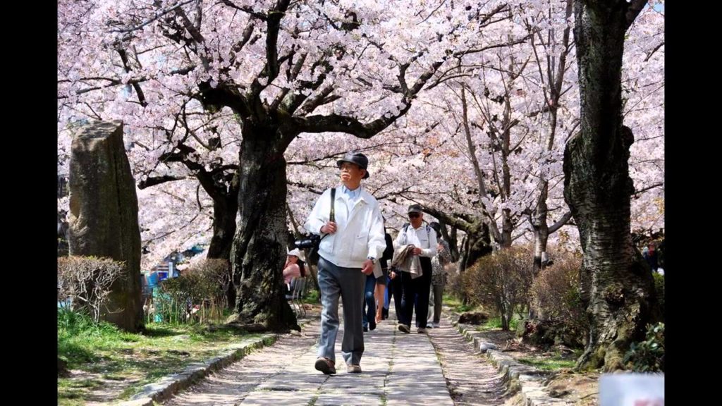 Enjoy Kyoto Philosophers Walk