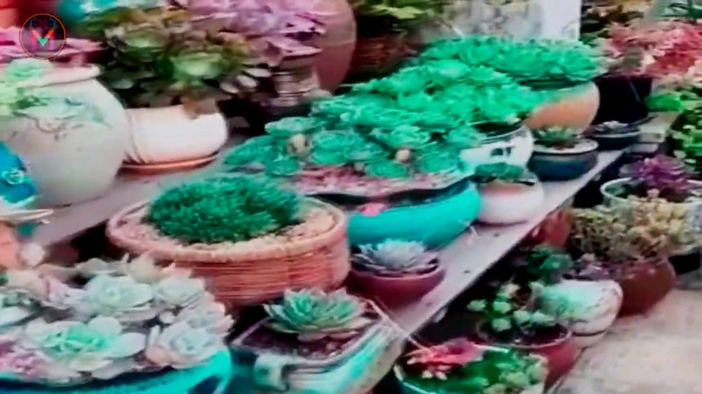 WHERE TO  ENJOY VACATIONS I BEST DESTINATION FOR CAMPFIRE IN THE WORLD.#VACATION#TOURISM